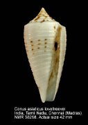 Conus asiaticus lovellreevei (2)